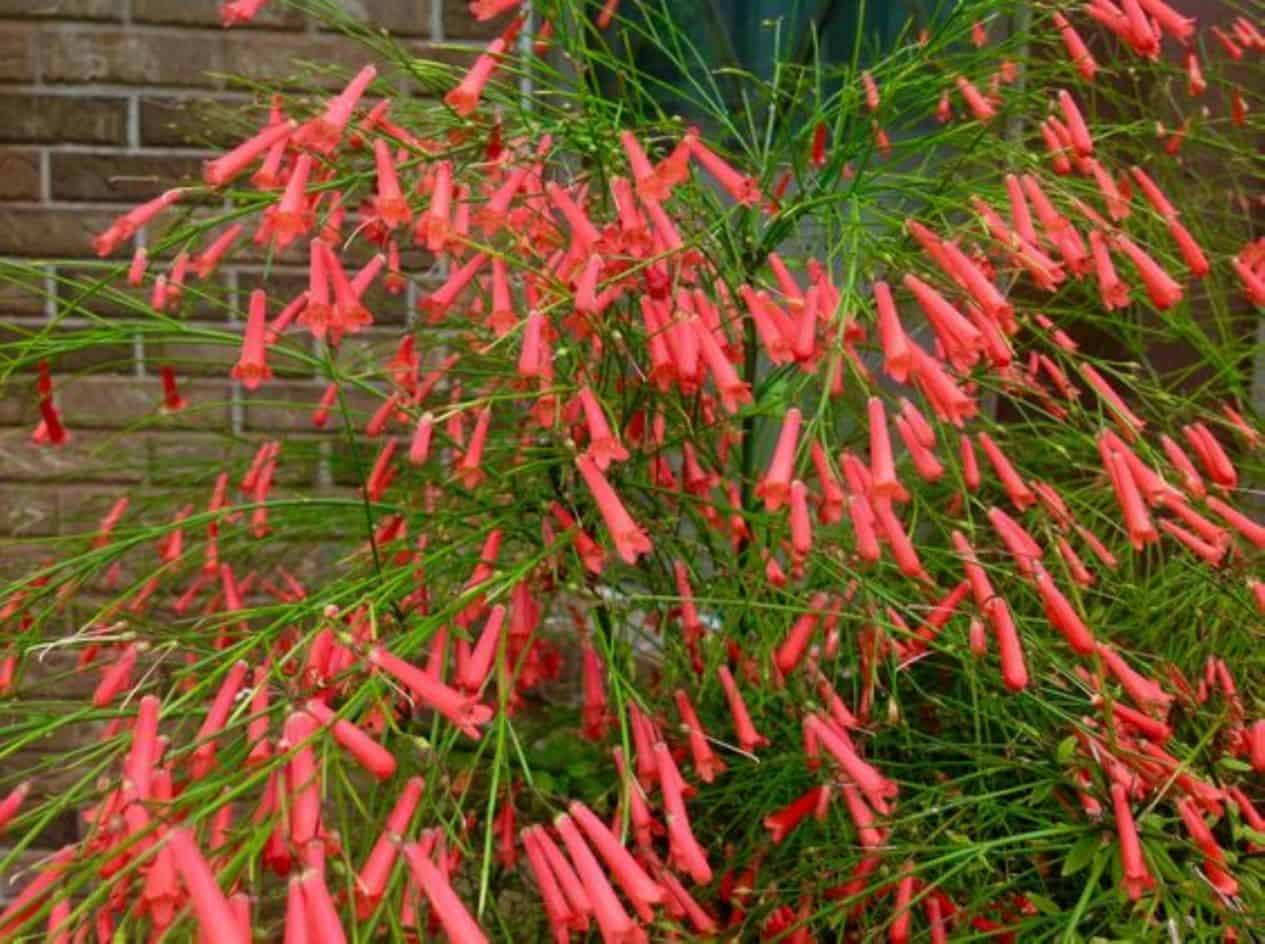 Russelia Firecracker Coralblows Ships Free Plantly