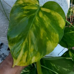Philodendron Atabapoense Plant Care, Plantly