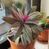 Oyster Plant Rhoeo Spathacea (2) Ship Free