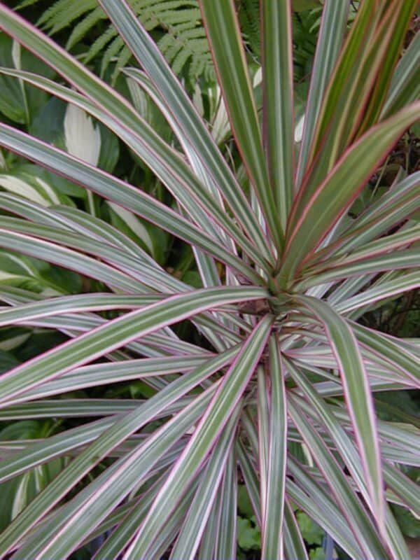 a close up pic of a plant