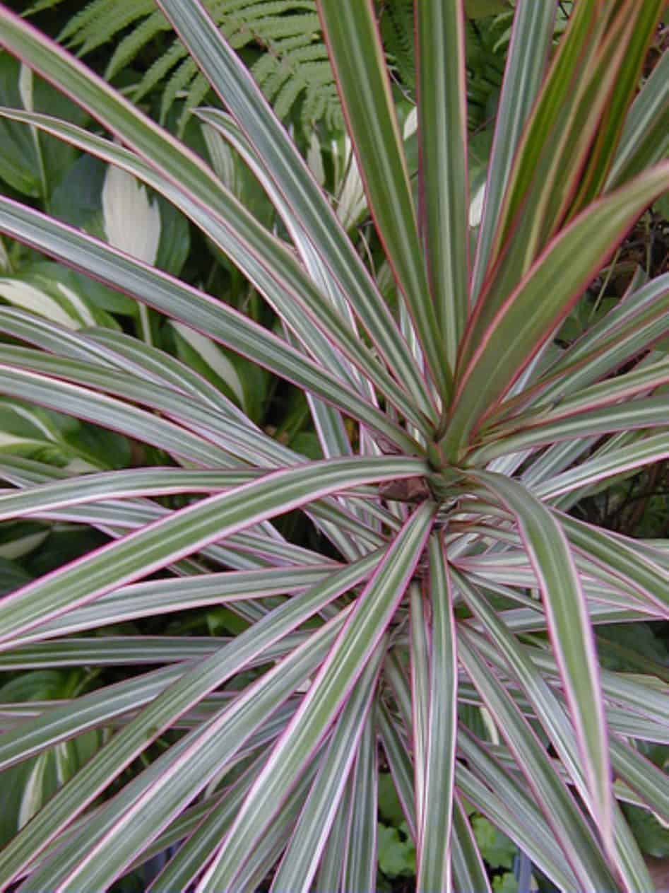 Dracaena Tri Color Dragon Tree Plantly