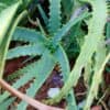Candelabra Aloe Neon Organic Ships Free