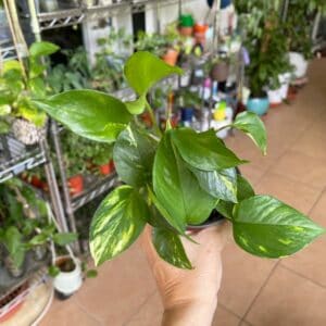 Epipremnum pinnatum Plant Care, Plantly