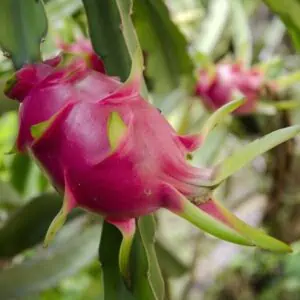 Pitaya Dragon Fruit Plant (2 cuttings)