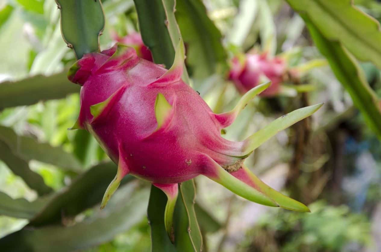 Pitaya Dragon Fruit Plant (2 cuttings) Pitaya Dragon Fruit Plant (2 cuttings)