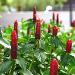 Indian Head Ginger Costus woodsonii Ships Free