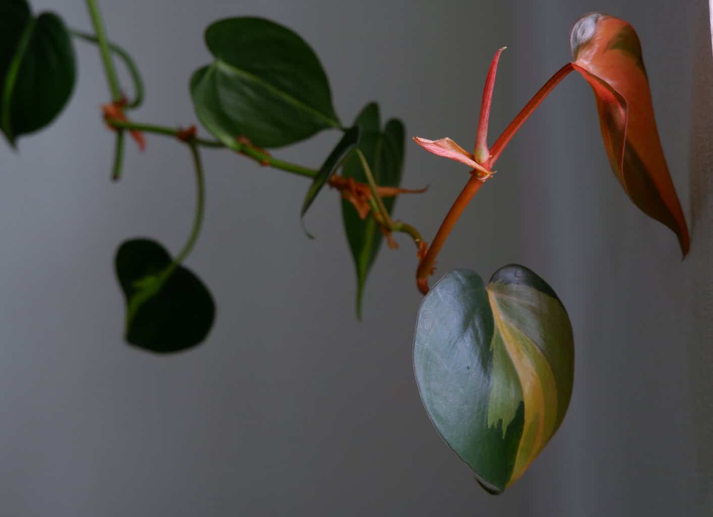 philodendron brasil
