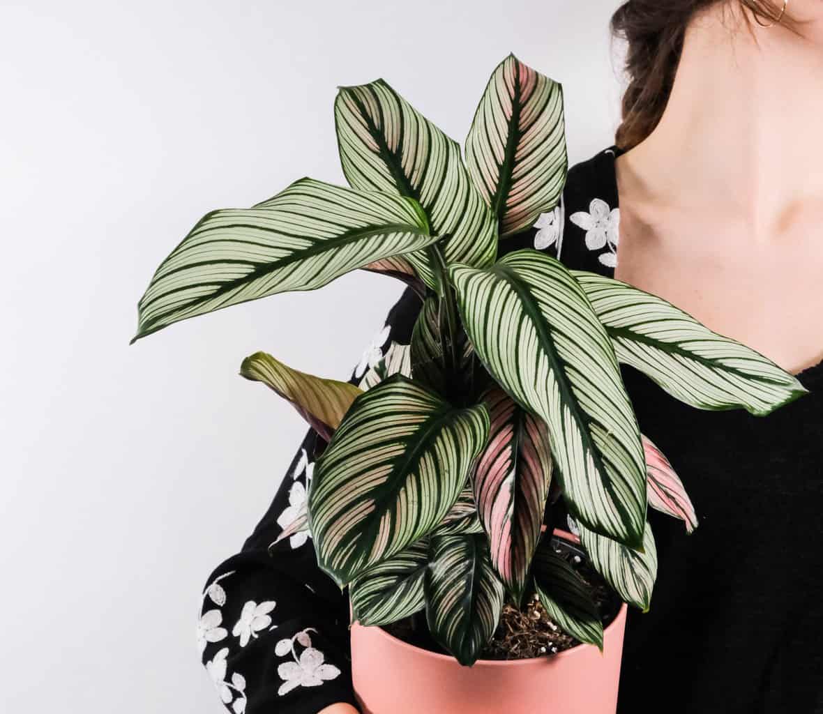 What is Plant Variegation How Does it Happen? Plantly