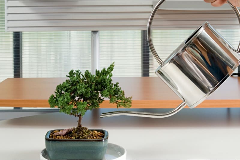 watering bonsai
