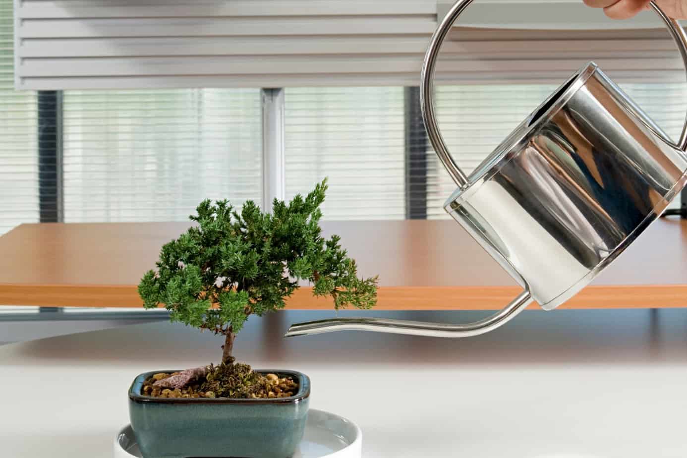 watering bonsai plant