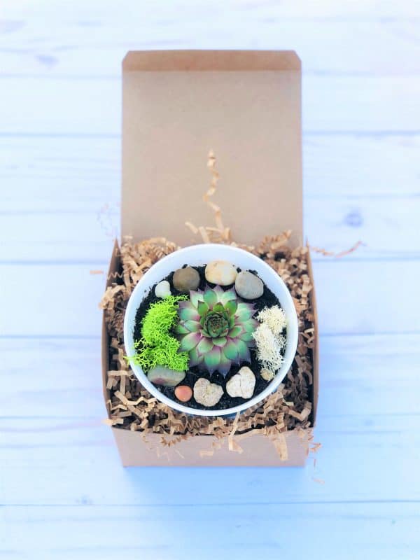 DIY Succulent Cactus Garden Kit, Plantly