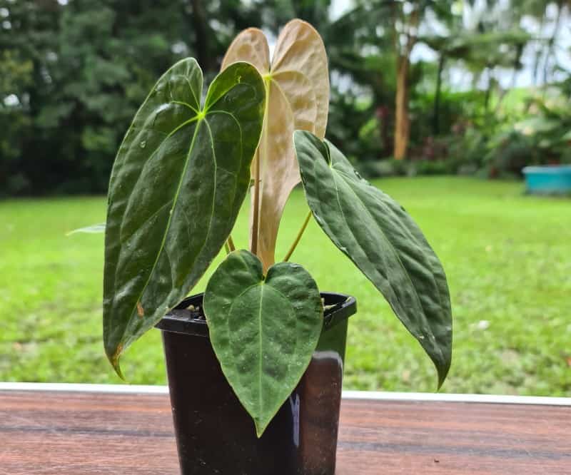 Anthurium papillilaminum lighting