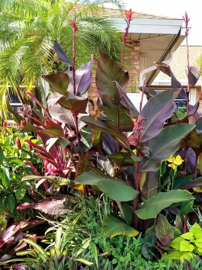 Musafolia Giant Canna Lily Ships Free Plantly