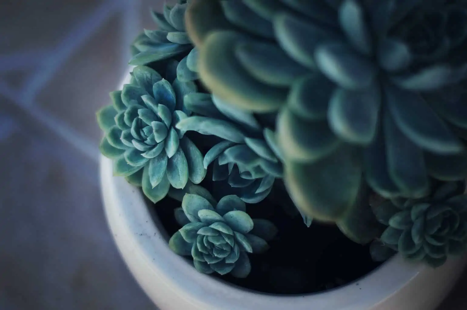 succulent plant with babies in a white pot