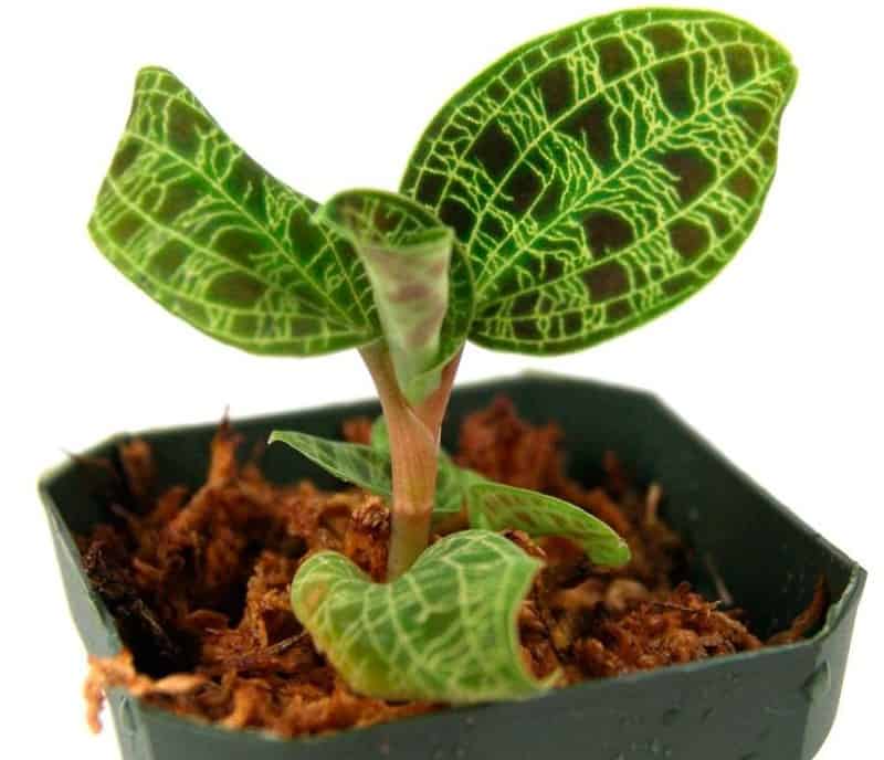 Macodes Petola Plant 