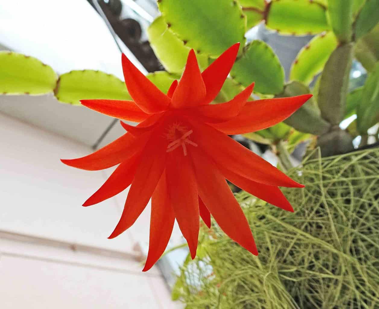 easter cactus flowering