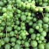 String of Pearls - Senecio Rowleyanus - Easy to Grow Succulent Plant