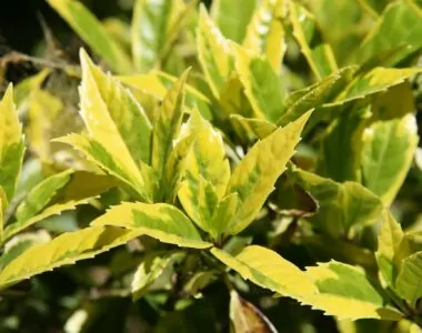 a vibrant volor of aucuba japonica plant