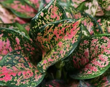 Aglaonema Plant Care Guide - How to Grow Chinese Evergreen