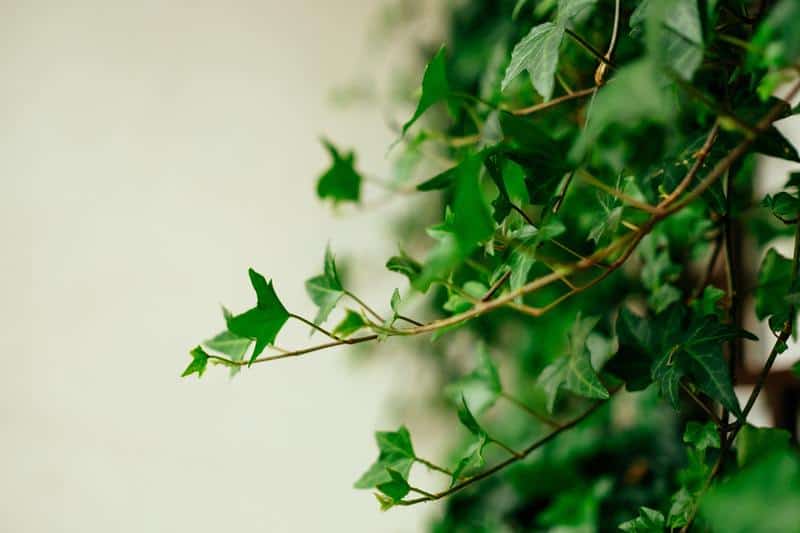 English ivy 