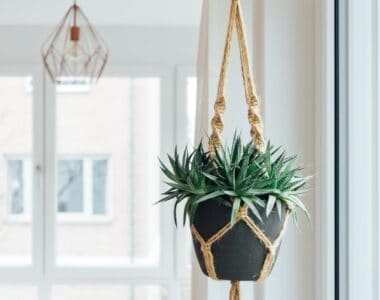Hanging Plants That Will Delight Your Houseguests
