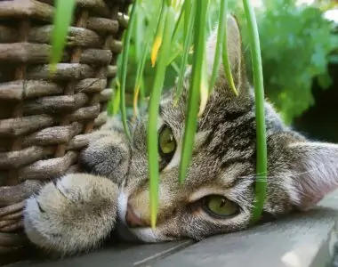 plants safe for cats 7 Plants That Are Safe to Have around Your Cats