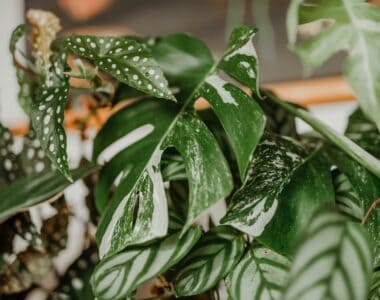 High-Maintenance Plants for Adventurous Indoor Gardeners