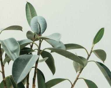 How to Care for Your Rubber Plant - All You Need to Know
