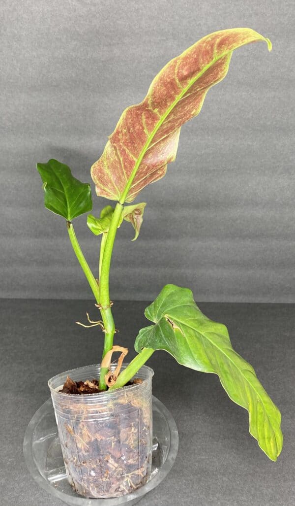 Philodendron Subhastatum &#8211; Love it!, Plantly