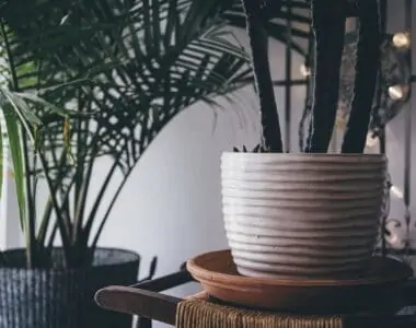Large Indoor Plants - How to Decorate Every Home with Them