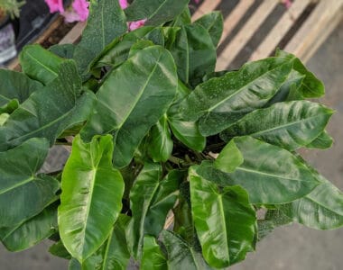 Philodendron Burle Marx Care Guide