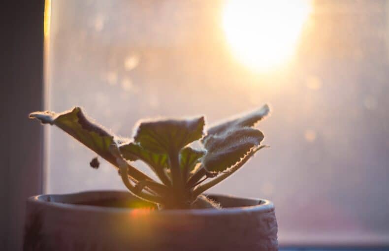 How to Ensure Your Plants Get Adequate Light