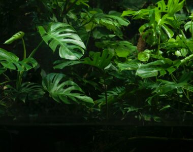 Rare Tropical Plants