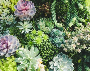 best indoor succulents for your exotic garden