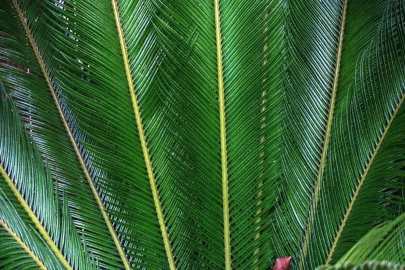 Sago Palm Tree (Cycas Revoluta)