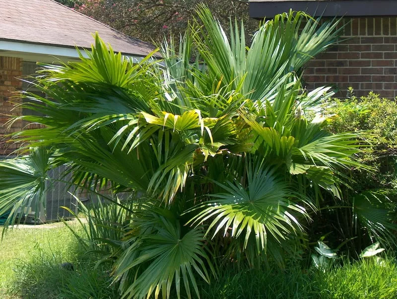 Chinese Fan Palm Tree (Livistona Chinensis)