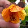 Brazilian Bellflower — Abutilon Megapotamicum “Orange Hot Lava”