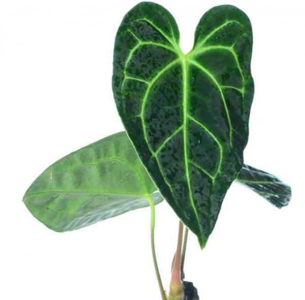 Anthurium Regale For Sale at Plantly 2021