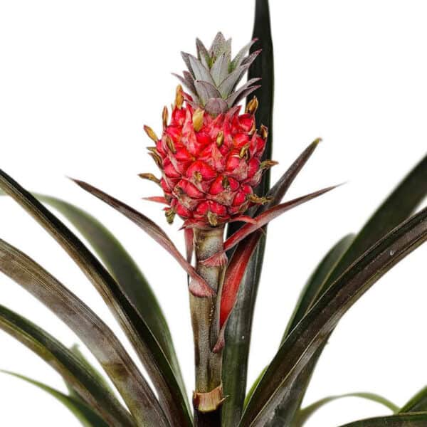 Miniature Pink Pineapple (ornamental/inedible) &#8211; Zone 9a, Plantly