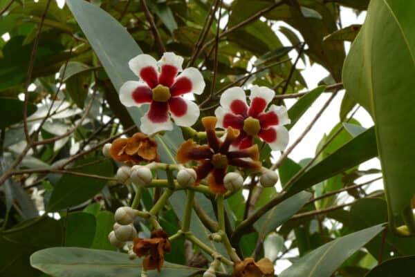 Clusia Lanceolata (Porcelian Flower) &#8211; Rooted Cutting &#8211; Excellent as a Houseplant, Plantly