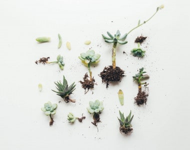 How to Grow Succulents from Cuttings