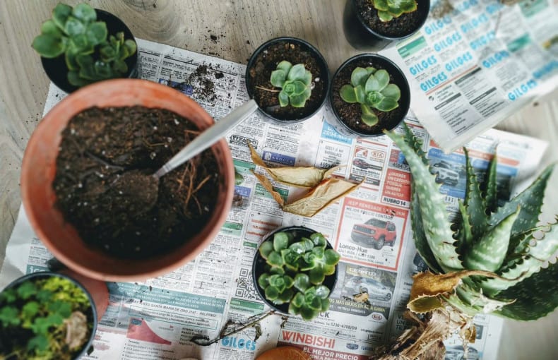 How to Repot Succulents The Easy Way