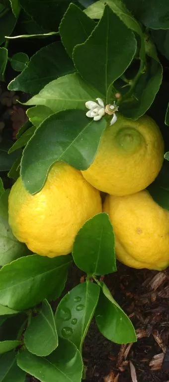 Swingle Citrumelo &#8211; Cold Hardy Citrus (Cross between Seville Orange &amp; Trifoliate Orange), Plantly