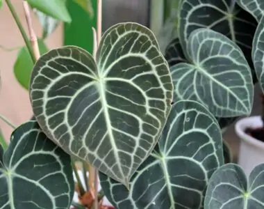 Anthurium Crystallinum Care Guide – All You Need to Know