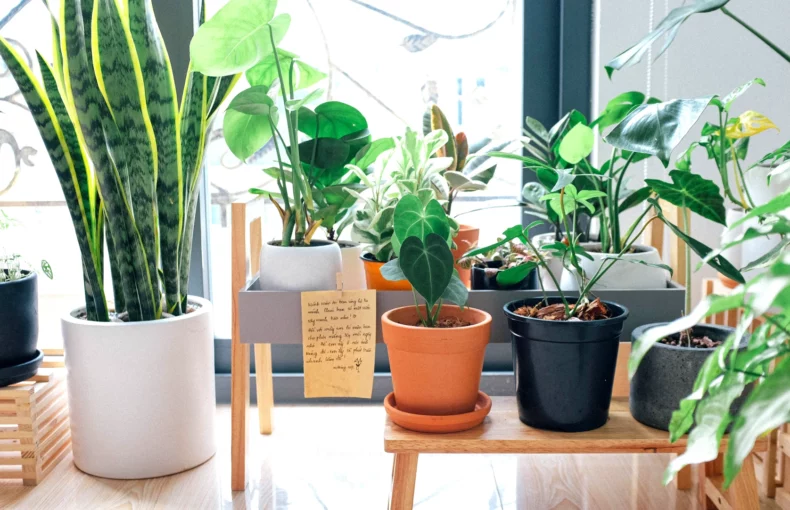 indoor, potted plants