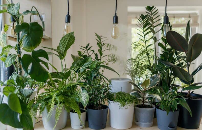 How to Sell Plants Online – All You Need to Know to Get Started
