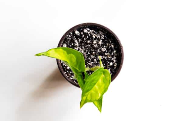 Global Green Pothos | Epipremnum Aureum, Plantly