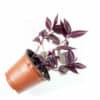 Burgundy Tradescantia Zebrina | Zebrina pendula | Inch Plant