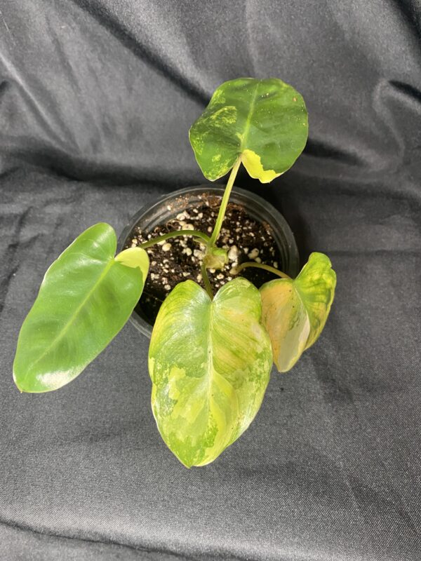 Philodendron Burle Marx (Highly Variegated)