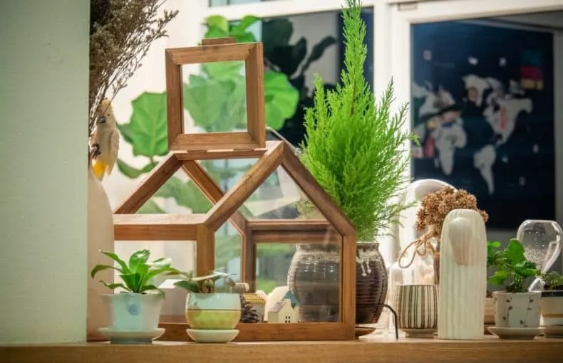 Add More Houseplants to Your Home